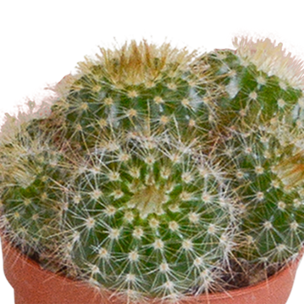 Cactus mix 5.5 cm - 10x - zonder pot