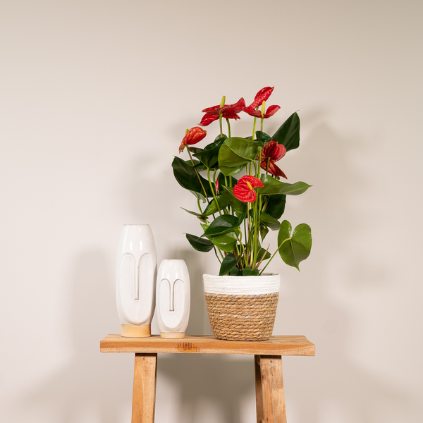 Anthurium Rouge - Ø17cm - ↕55cm