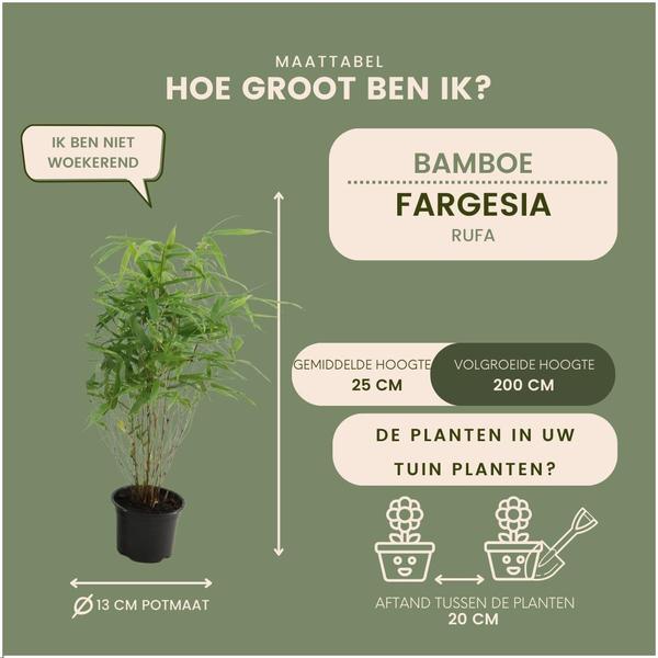 6 x Fargesia Rufa Ø12 cm - ↕25 cm 
