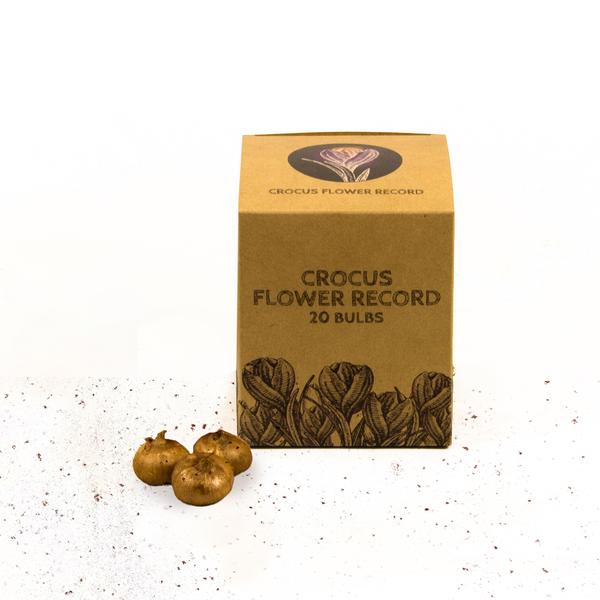 Flowerbulbs Amsterdam - Flower Record - 20 bulbes à fleurs - Taille 8+