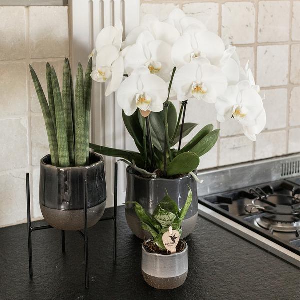Maison Colibri | Support à plantes - Réhausse à plantes en métal noir Ø12cm