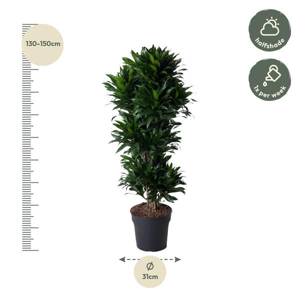 Dracaena Compacta ramifié - 140 cm - ø31