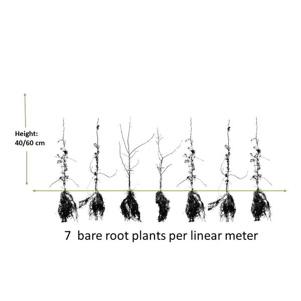 Carpinus Betulus - Bare Root - 40/60 - 50x