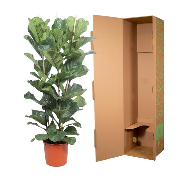 Arbuste Ficus Lyrata - 180 cm - ø34