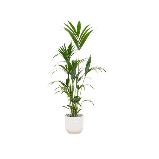 Palmier Kentia incluant elho Vibes Fold Round blanc - 160cm - Ø30