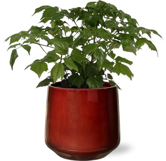 Rademachera Sinica - Ø12cm - ↕27cm + Puglia Pot D13/14,5x13,5cm - Rood