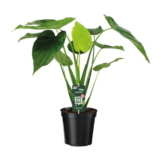 Alocasia Cucullata - Oreille d'éléphant - Ø19cm - ↕55cm