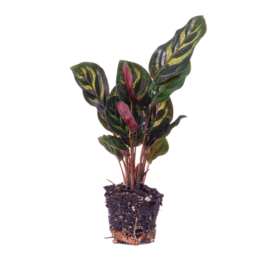 Calathea Makoyana - Pauwenplant - Terrarium plant - Potmaat 6