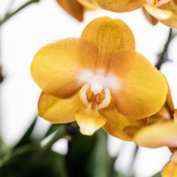 Orchidées colibris | ensemble d'orchidées orange dans un panier à roseaux avec réservoir d'eau | trois orchidées orange Las Vegas 12cm | Mono Bouquet orange avec réservoir d'eau autosuffisant.