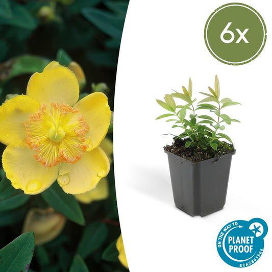 Hypericum calycinum - ↕10-25cm - Ø9cm  - 6x