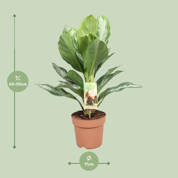 Aglaonema Silver Bay - Chinois à Feuilles Persistantes - Ø17cm - ↕55cm
