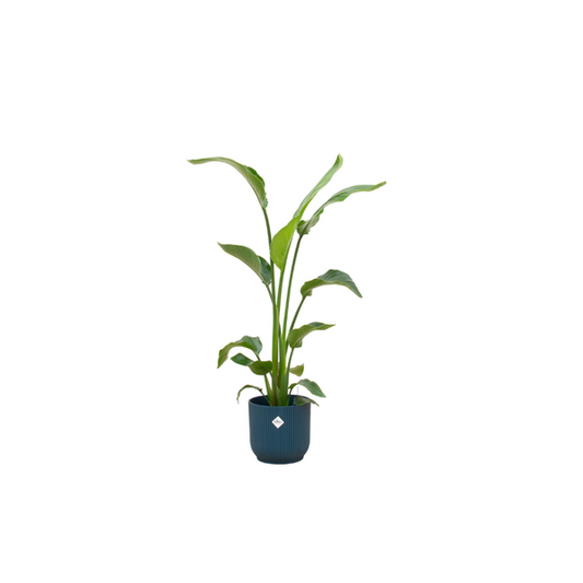 Offre combinée - Strelitzia Nicolai avec elho Vibes Fold Round bleu Ø22 - 120 cm
