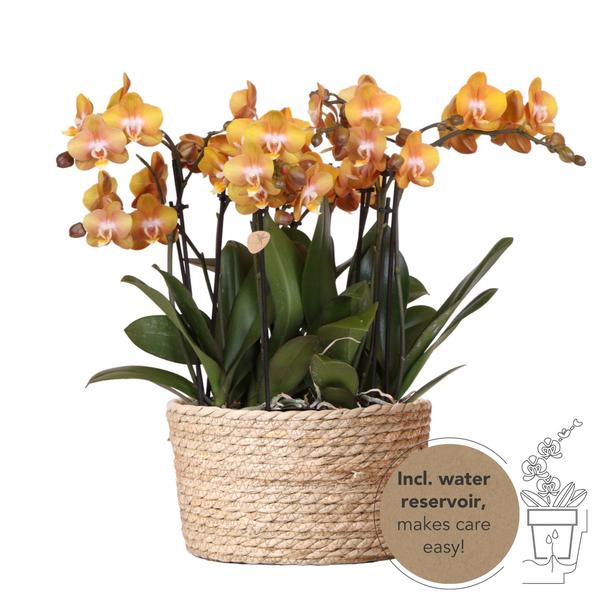 Orchidées colibris | ensemble d'orchidées orange dans un panier à roseaux avec réservoir d'eau | trois orchidées orange Las Vegas 12cm | Mono Bouquet orange avec réservoir d'eau autosuffisant.