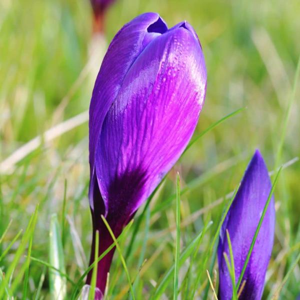 Flowerbulbs Amsterdam - Flower Record - 20 bulbes à fleurs - Taille 8+