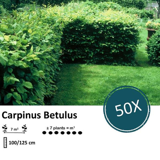 Carpinus Betulus - Racine nue - 100/125 - 50x