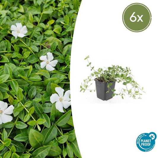 Vinca mineure 'Gertrude Jekyll' - ↕10-25cm - Ø9cm - 6x