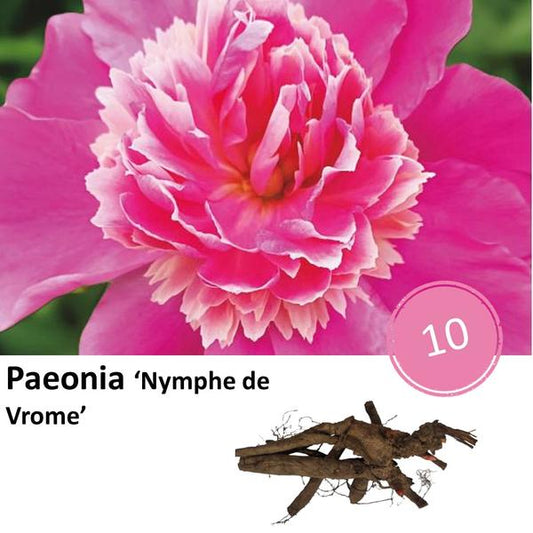 Paeonia 'Nymphe la Pieuse' - 10x