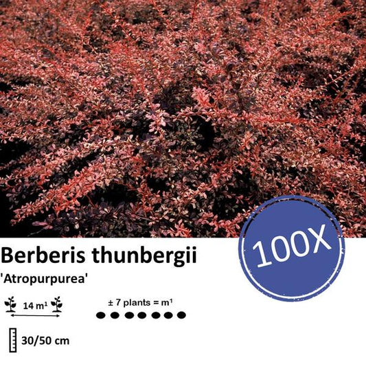 Berberis thunbergii 'Atropurpurea' - ↕30-50cm - racine nue - 100x