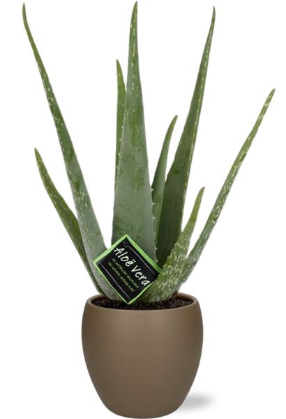 Aloe vera - Ø12cm - ↕40cm + Bol Pot D13/14,5x13cm - Marron