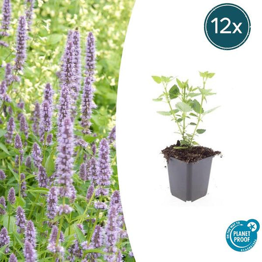 Agastache 'Bleu Fortune' - ↕10-25cm - Ø9cm - 12x