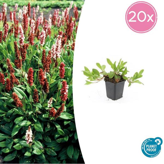 Persicaria aff. 'Darjeeling Rouge' - ↕10-25cm - Ø9cm - 20x