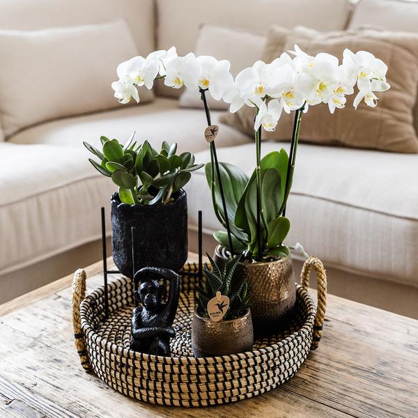 Compagnie des Colibris | Coffret cadeau Home Hub | Ensemble de plantes avec orchidées Phalaenopsis et plantes succulentes, avec pots décoratifs en céramique.