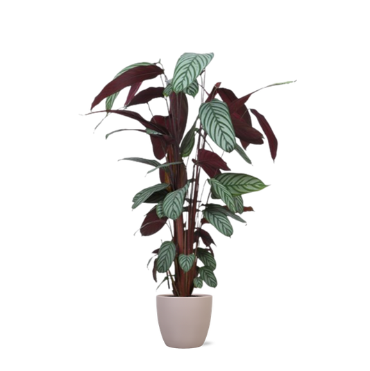 Ctenanthe Oppenheimiana Ø27cm ↕130cm in Boule TAUPE pot
