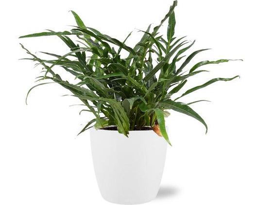 Aglaomorpha Coronans - Ø17cm - ↕45cm + Pot Bruxelles D18x17cm - Blanc