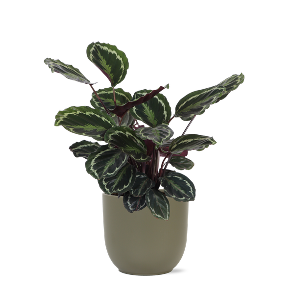 Calathea Medaillon Ø21cm - ↕70cm in Boule OLIJF pot