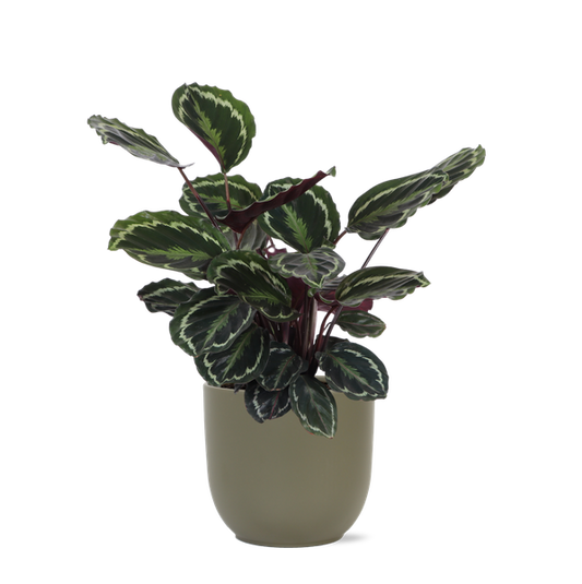 Médaillon Calathea Ø21cm - ↕70cm en pot Boule OLIVE