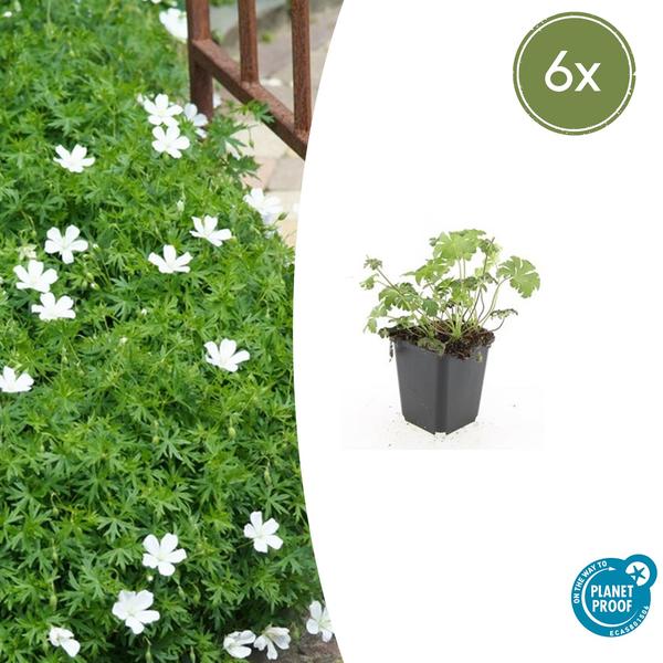 Geranium sang. 'Album' - ↕10-25cm - Ø9cm - 6x
