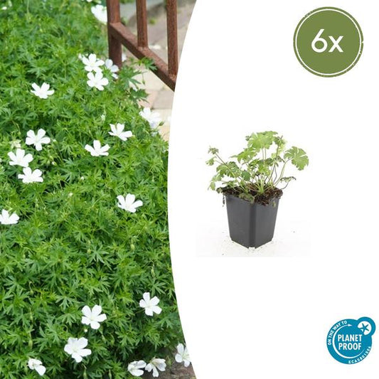 Geranium sang. 'Album' - ↕10-25cm - Ø9cm - 6x
