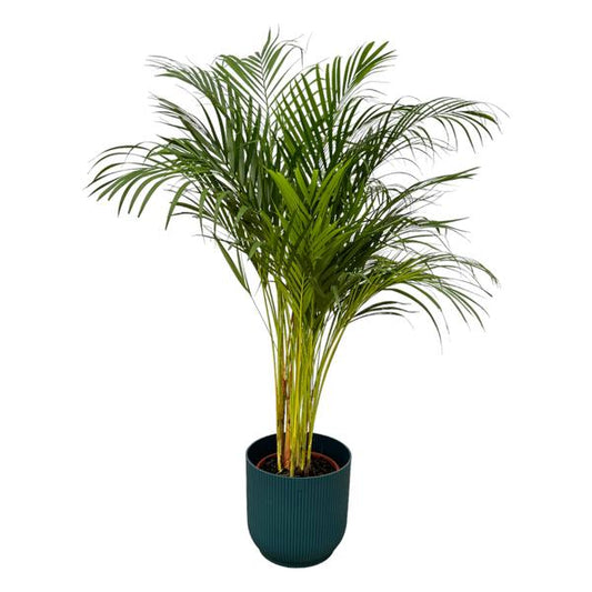 Palmier Areca - ↨130cm - Ø24cm incluant elho Vibes Fold Round bleu D30xH27