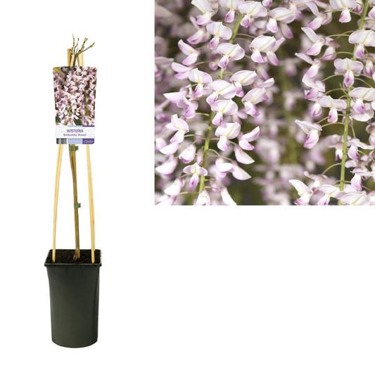 Glycine Floribunda 'Rosea' +Étiquette lumineuse - Ø17cm - ↕75cm