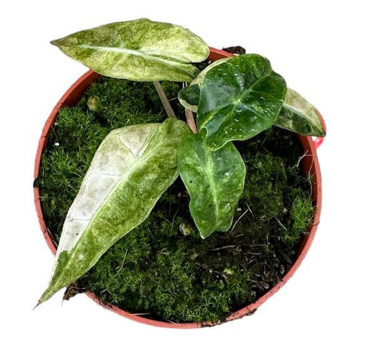 Alocasia Polly Jaune Variegata - Ø10,5cm - ↕15cm
