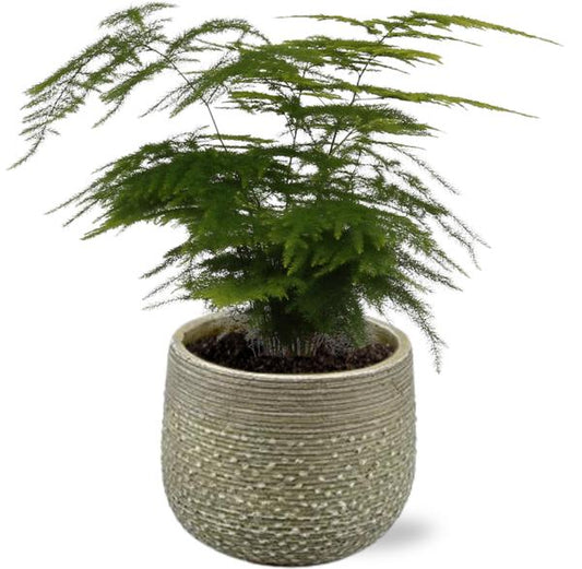 Asparagus Setaceus - Ø12cm - ↕35cm + Noale Pot D14,5x12cm - Groen