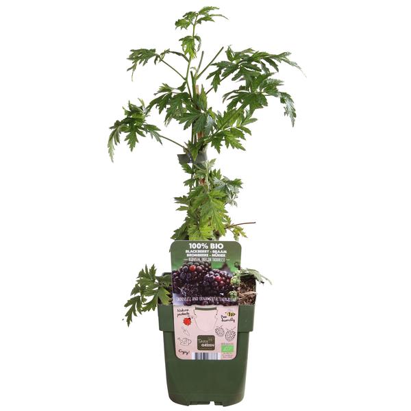 Rubus fruticosus 'Thornless Evergreen' - Doornloze Braam - Ø13cm - ↕45cm