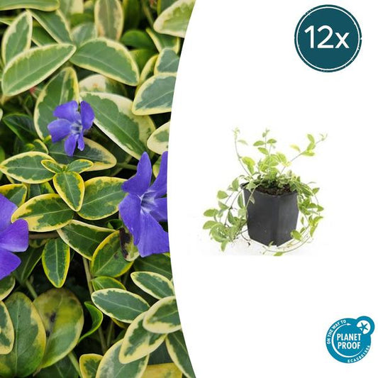 Vinca mineure 'Aureovariegata' - ↕10-25cm - Ø9cm - 12x