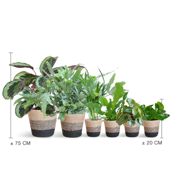 Ensemble de plantes respectueux des animaux Large