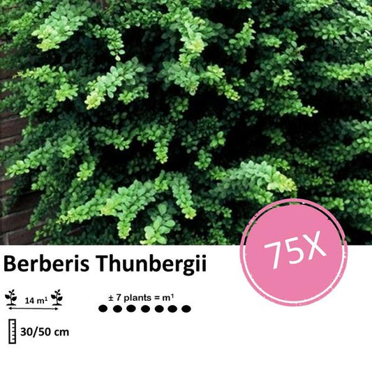 Berberis thunbergii - ↕30-50cm - racine nue - 75x