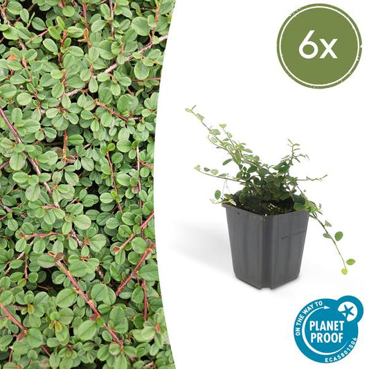 Cotoneaster pr. 'Queen of Carpets' - ↕10-25cm - Ø9cm - 6x