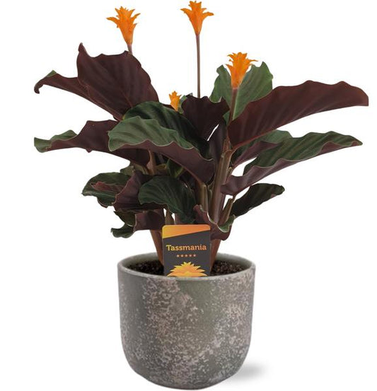 Calathea Crocata - Ø14cm - ↕40cm + Natan Pot D15x13cm - Grijs