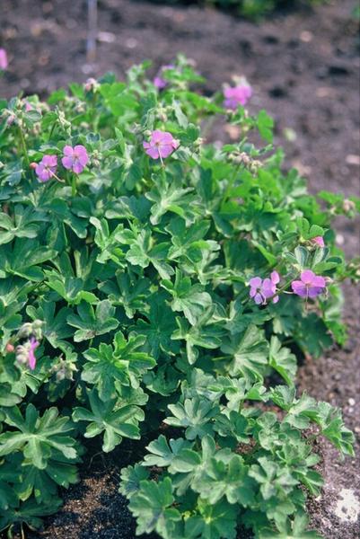 Geranium cant. 'Cambridge' - ↕10-25cm - Ø9cm - 60x