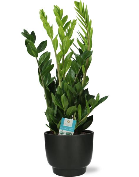 Zamioculcas Zamiifolia - Ø17cm - ↕65cm + Pot Potenza D17,5x15cm - Noir