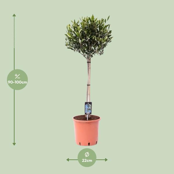Oléa Olive - Ø22cm - ↕100cm
