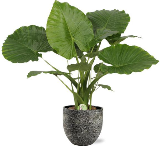Alocasia Gageana California - Ø21cm - ↕80cm + Tim Pot D24x22cm - Noir Blanc