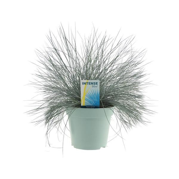 Festuca Glauca Bleu Intense® - Ø17cm - ↕35cm
