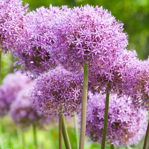 Globemaster - Ampoules Allium 5 pièces 