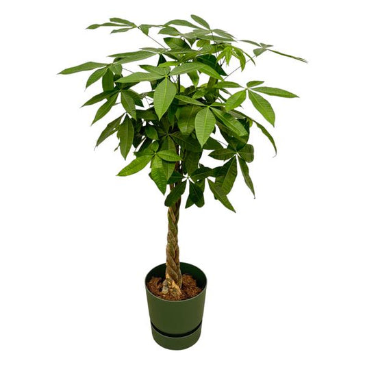 Pachira Aquatica incluant elho Greenville Round vert - 160cm - Ø30