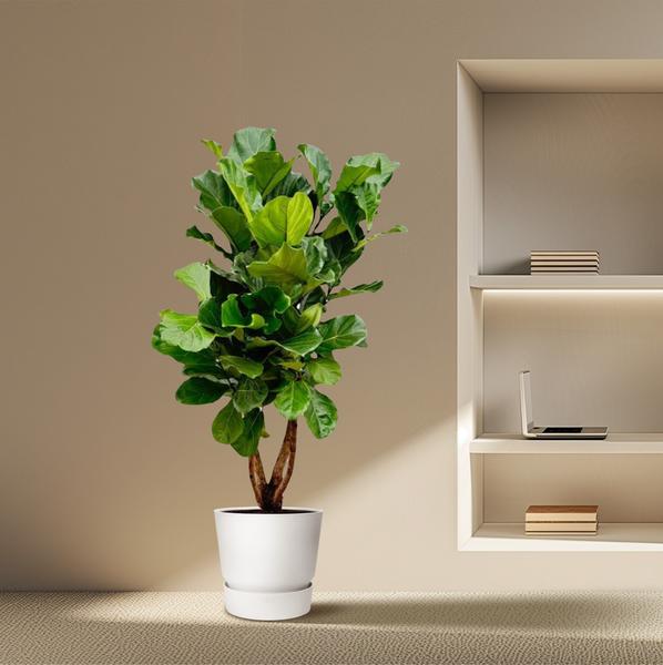 Ficus Lyrata ramifié XL - 200cm - ø32